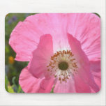 Pink Summer Iceland Poppy mousepads