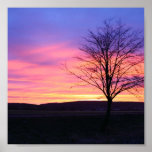 Pink Sunset posters