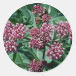 Pink Swamp Milkweed (Asclepias Incarnata) flowers Round Stickers