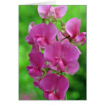 Pink Sweet Pea flowers Greeting Card