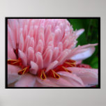 Pink Torch Ginger Bloom Exotic Poster Print