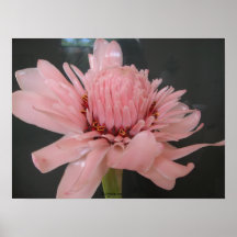 Pink Torch Ginger Exotic Poster Print