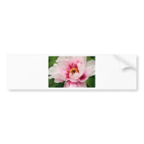 pink tree peony bumper sticker