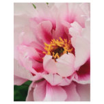 pink tree peony flyers