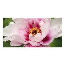 pink tree peony photo card template