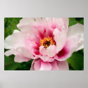 pink tree peony posters