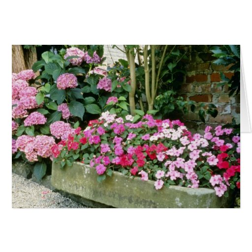 Pink Trough Planted With Busy Lizzies flowers Greeting Cards