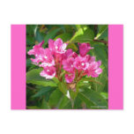 Pink Trumpet Flowers Post Card