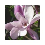 Pink Tulip Blossom of Spring Canvas Print