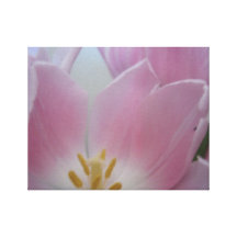 Pink Tulip Canvas Prints
