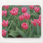 Pink tulip flowers mousemats