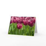Pink Tulip Greeting Card