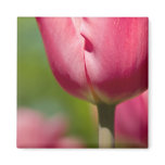 Pink Tulip Magnet