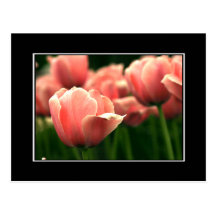 Pink Tulip Postcard! (with border)