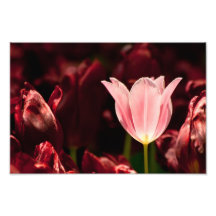 Pink Tulip Surrounded With Burgundy Tulips Photo Print