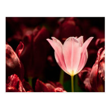 Pink Tulip Surrounded With Burgundy Tulips Post Cards