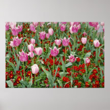 Pink Tulips and pansies flowers Print