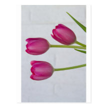 Pink Tulips and White Brick Wall Post Card