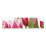Pink tulips bumper sticker