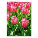 Pink tulips card