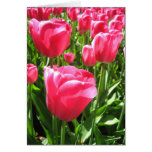 Pink tulips cards