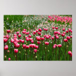 Pink Tulips Field Posters