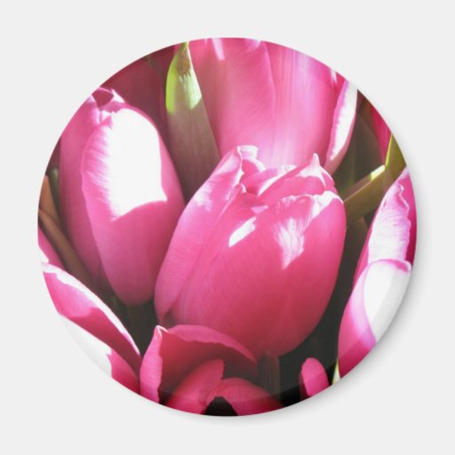 Pink Tulips Fridge Magnets