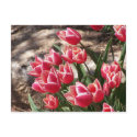 Pink Tulips postcards