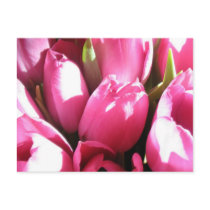 Pink Tulips Post Card