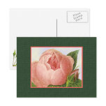 Pink Vintage Rose Blank Art Postcard