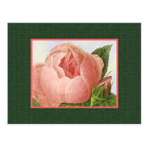 Pink Vintage Rose Blank Art Postcard
