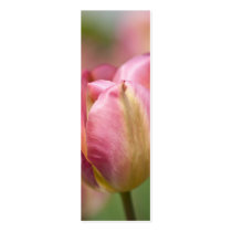 Pink Viridiflora Tulip