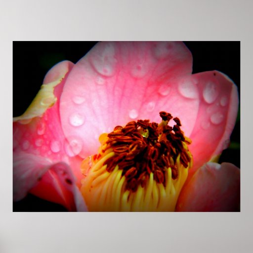 Pink Water Drops Poster