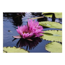 Pink Water Lilies Art Photo