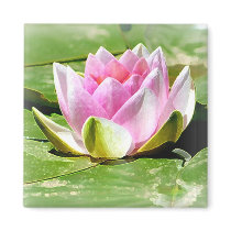 Pink Water Lily Magnet - Square
