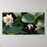 Pink Water Lily Pad Art Print