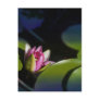 Pink water lily post cards