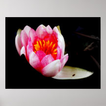 Pink Water Lily Posters