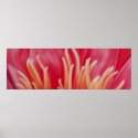 Pink Waterlilly posters
