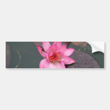 pink waterlily,荷花 bumper stickers