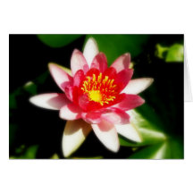 Pink Waterlily Card