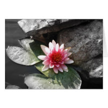 Pink Waterlily Card