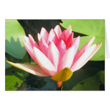 Pink Waterlily Card