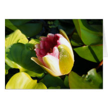 Pink Waterlily Card