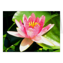 Pink Waterlily Card