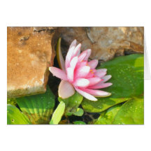 Pink Waterlily Cards