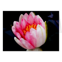 Pink Waterlily Cards