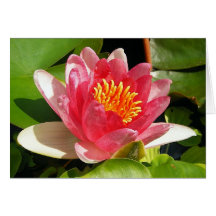 Pink Waterlily Greeting Card