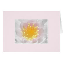 Pink Waterlily Greeting Card