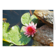 Pink Waterlily Greeting Card